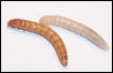 Mealworms Shed vs Unshed