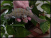MacFadyen's Uromastyx
