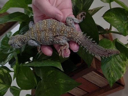 MacFadyen's Uromastyx