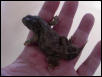 Xenagama batillifera