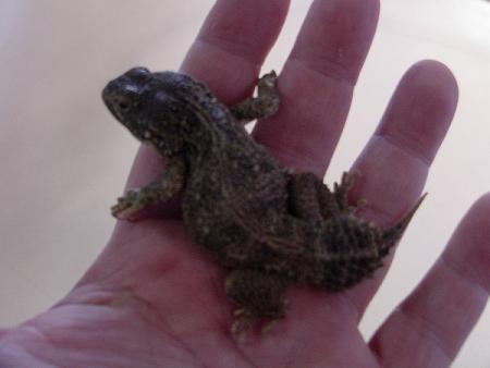 Xenagama batillifera