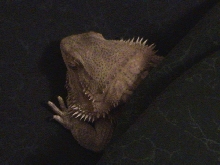 Sleepy baby2
