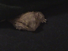 Sleeping baby