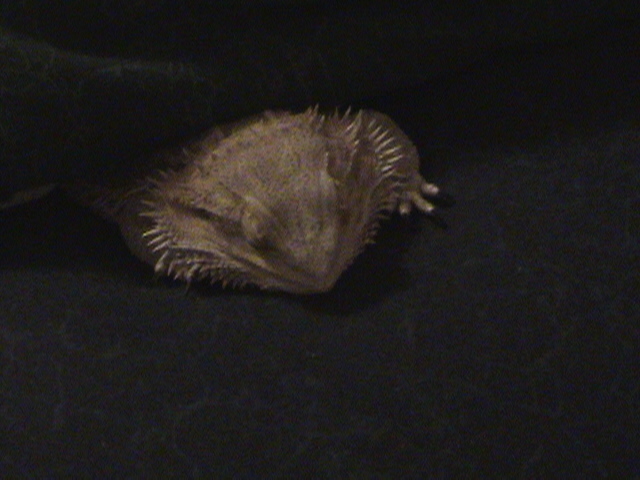 Sleeping baby