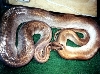 Green Burmese