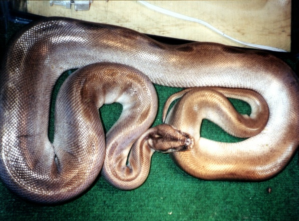 Green Burmese