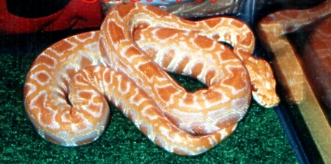 Albino Burmese