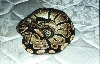 Ball Python