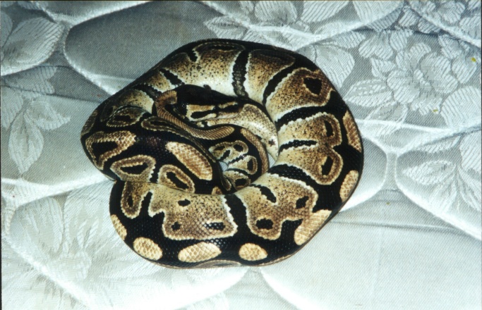 Ball Python