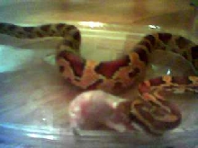 Zumbi eating