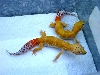 2 MALES