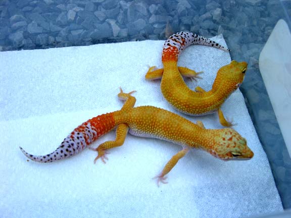 2 MALES
