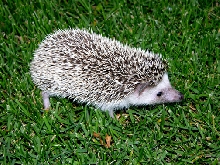 DAISY