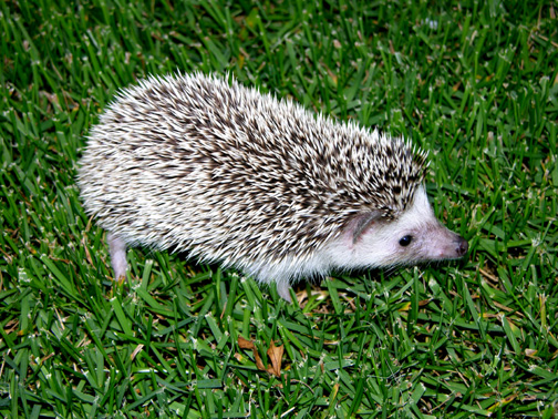 DAISY