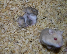 MOTHER AND BABIES