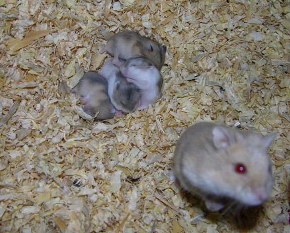 MOTHER AND BABIES