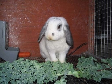 JUNO AT HOME
