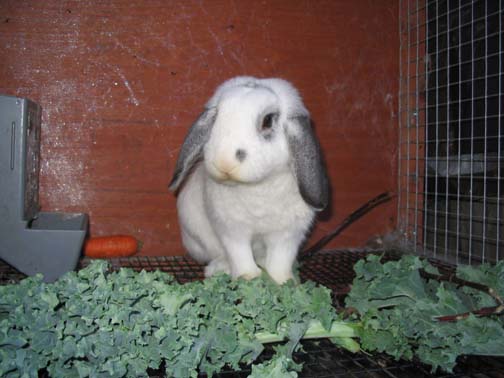 JUNO AT HOME