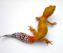 another beauty!