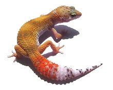 RED TAIL