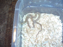 Yellow Rat Snake