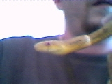 yearling yellow rat - now gone