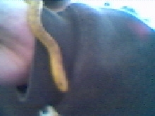 Yellow Rat