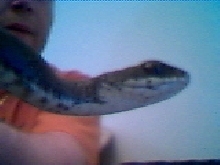 Black Racer