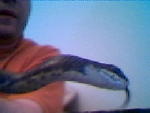 black racer