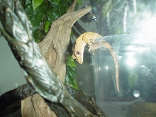 Smeagol the Crested