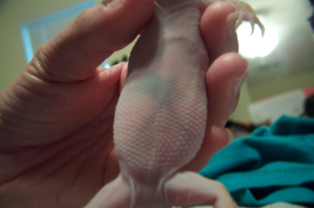 Gravid Zia?