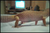 Gravid leo?