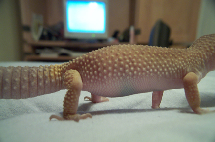 Gravid leo?
