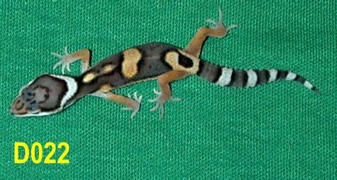 Kia as hatchling