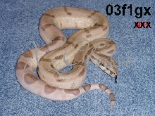 03f1gx