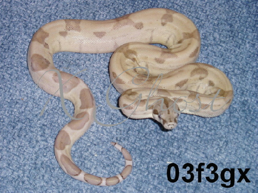 03f3gx