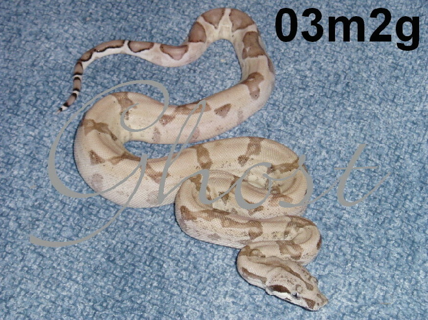 03m2g