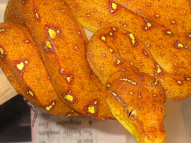 green tree python