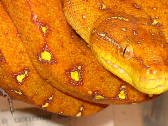 green tree python