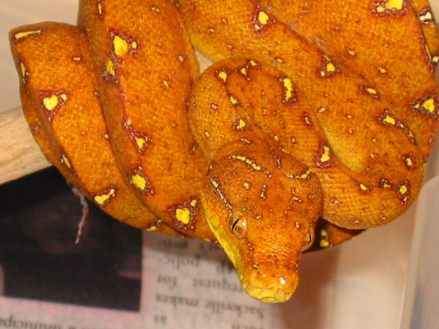 green tree python