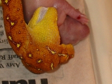 green tree python