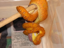 green tree python
