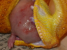 green tree python