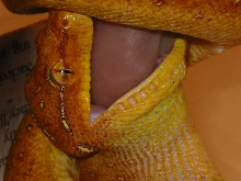 green tree python