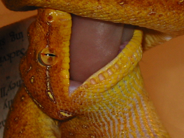 green tree python