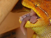 green tree python