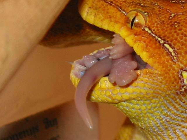 green tree python
