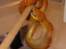 green tree python