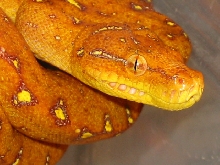 green tree python