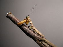 Tarachodula pantherina